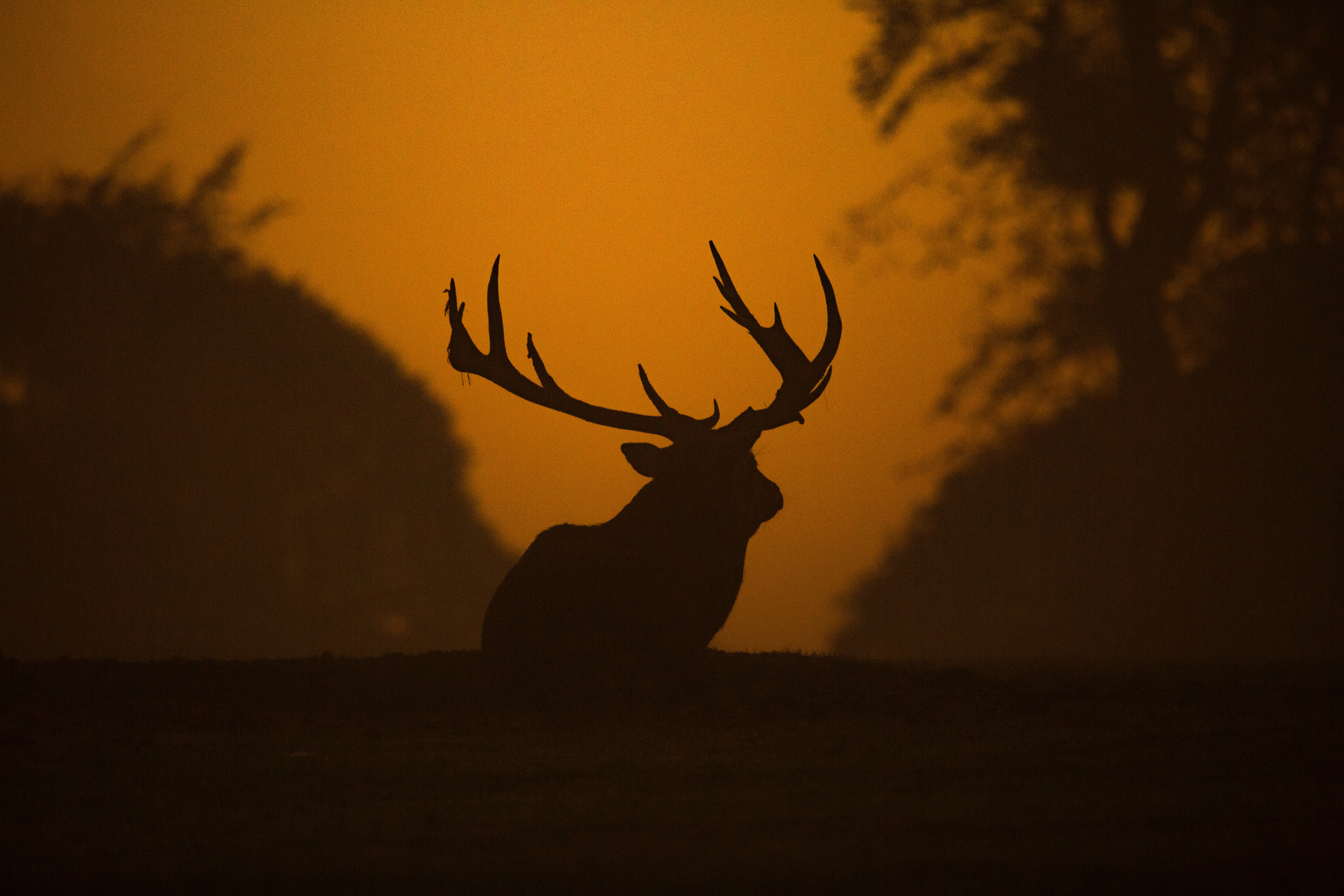 Intro To Telephoto Lenses For Wildlife Photography