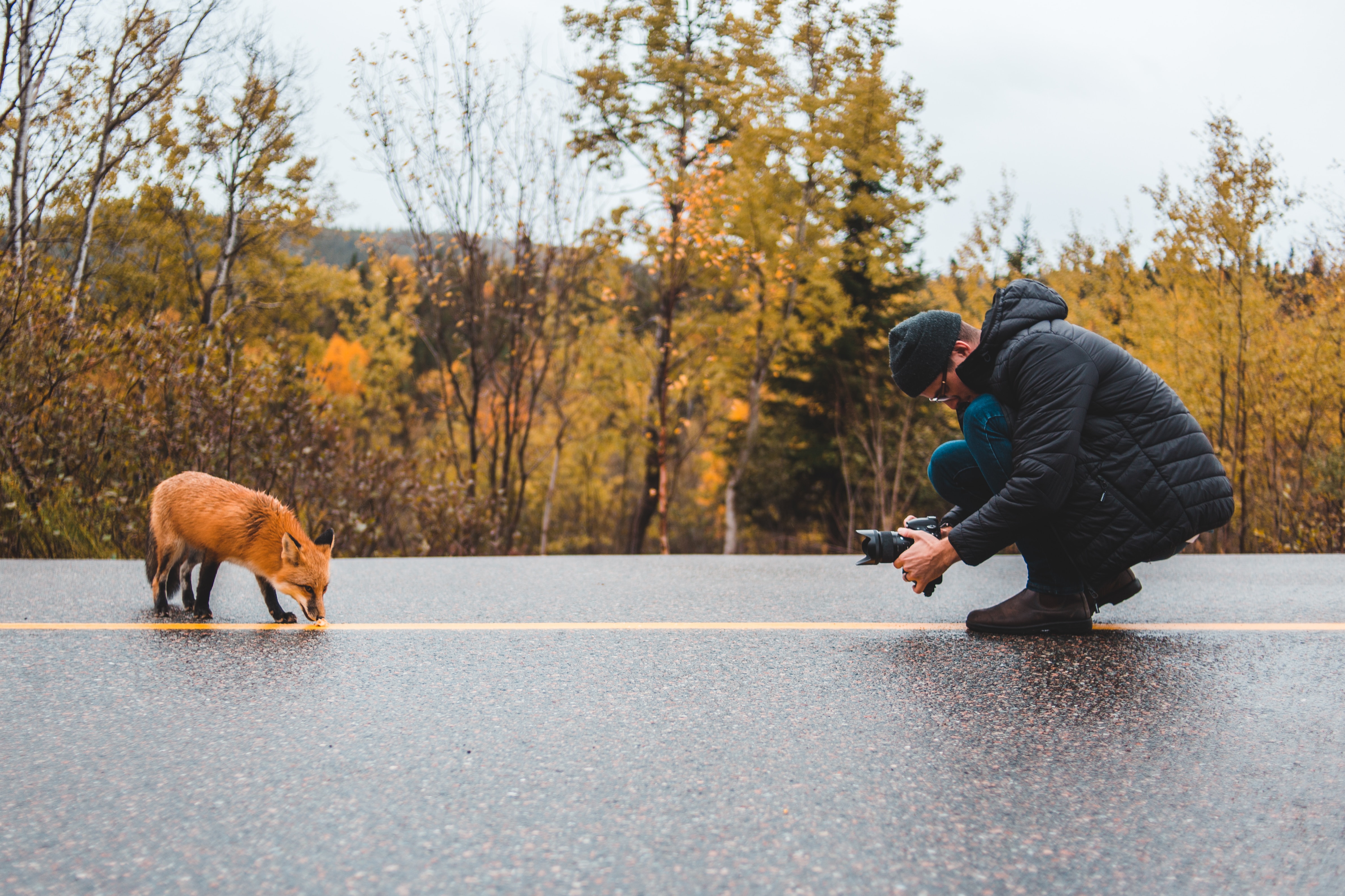 Wildlife photographer on street photographing fox